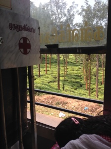Into the tea plantations, on the Nilgiri bus