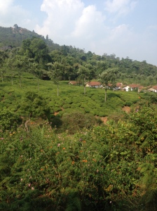 Tea plantations, from the Nilgiri Mountain train