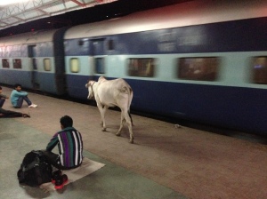 The cow on platform 1, Sawai Madhopur Junction